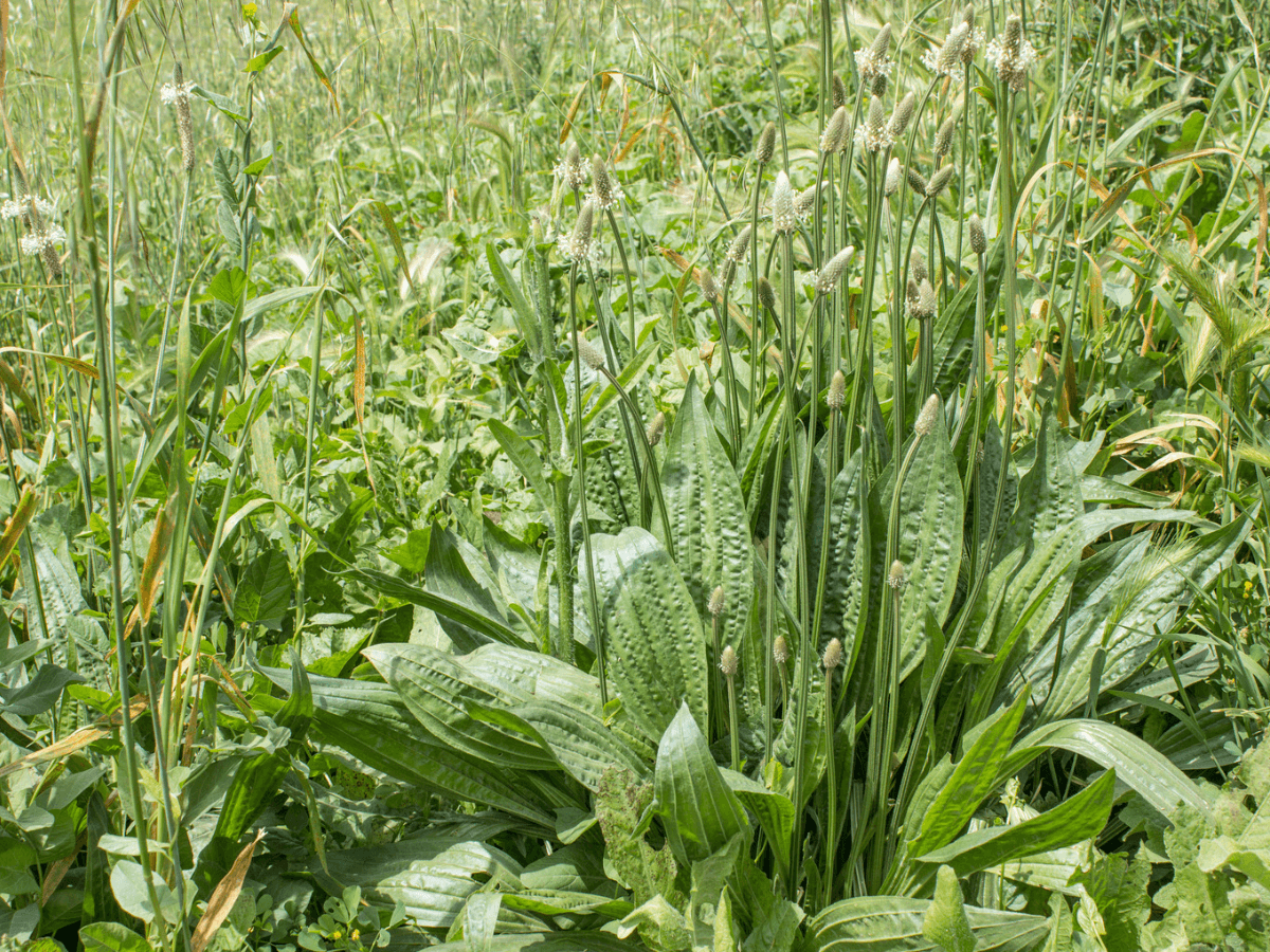 Allergies printanières et Actifs naturels